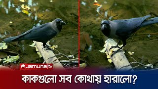 ঢাকা থেকে কেন হারিয়ে যাচ্ছে কাক নগরবাসীর জন্য সতর্কবার্তা  Crow Effect  Jamuna TV [upl. by Appolonia]