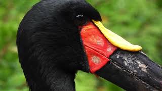 The saddle of the Saddlebilled Stork♂ 4K [upl. by Niltak]