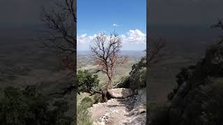 The Texas Madrone  A Wicked Tree [upl. by Ahseret]