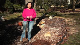 How to Keep Cats Out of Garden Beds  Gardening Tips amp Advice [upl. by Atnauqahs]