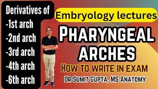 Pharyngeal arches derivatives  Embryology [upl. by Jaworski769]