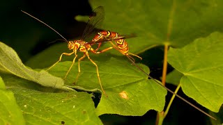 Megarhyssa macrurus  Giant Ichneumon Wasp [upl. by Kaleb]