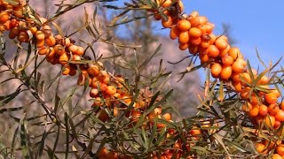 Découverte  largousier le plus énergique des petits fruits [upl. by Gibeon]