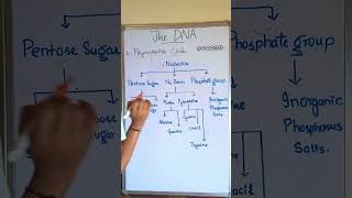 Nucleotide Classification  The Basics bioinzclasses Nucleotides Purine Pyrimidines [upl. by Abe]