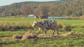 Ashgrove Happiest Cows On The Planet [upl. by Guillema]