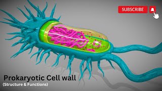 Cell wall structure amp functions EXPLAINED NAG NAM and the LatticeLike Structure of Peptidoglycan [upl. by Haeli]