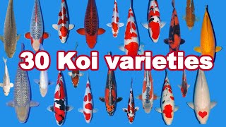 30 Koi Fish varieties types and characteristics [upl. by Anib882]