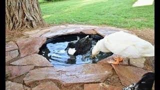 DIY Attractive EasyDrain Duck Pond [upl. by Halla22]