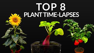 384 Days in 8 Minutes  TOP 8 Plant Growing Timelapses [upl. by Aelyk]