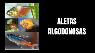 Manchas blancas algodonosas en los peces [upl. by Nickolas]