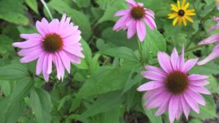 Plant portrait  Purple coneflower Echinacea purpurea [upl. by Worden]