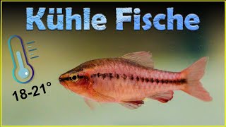 Fische für Aquarien ohne Heizung 157 [upl. by Harat583]