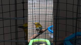 unboxing burung pleci montanus pleci plecimataputieh kicaumania [upl. by Cavallaro135]