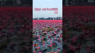 Dekha na dile bondhu❤️❤️ travel explore love nature song sunset newvideo bd [upl. by Denae]