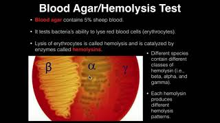 Microbiology HemolysisBlood Agar [upl. by Nethsa]