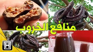 فوائد الخروب العشرة وكيفية إستغلالها بكيفية صحيحة وفعالة [upl. by Gravante]