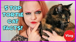 Top 5 interesting facts about tortoishell cats Whats cool about having a tortie cat [upl. by Allare]