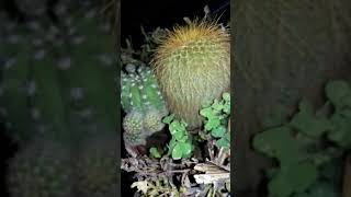 Parodia haselbergii subsp graessneri [upl. by Aileon]