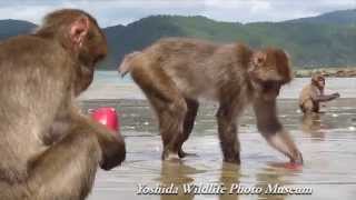 Japanese Macaques Washing Potatoes ニホンザルの芋洗い行動 [upl. by Isabea]