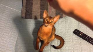 Funny abyssinian cat [upl. by Nnaik]