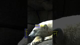 hibernation and estivation youtubeshorts facts animals [upl. by Prichard990]