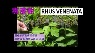 《靈丹妙藥的同類療法》 EP246  毒漆樹 Rhus Venenata [upl. by Ahseiyk908]