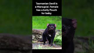 Tasmanian Devil  State Animal of Tasmania Australia [upl. by Ardnohs]