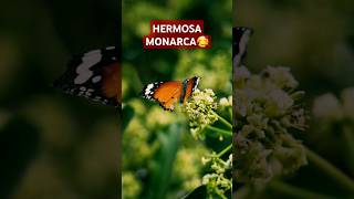 Bella Monarca🥰 mariposita mariposas manarcas [upl. by Akerley]