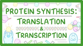 How are Proteins Made  Transcription and Translation Explained 66 [upl. by Ekaj471]