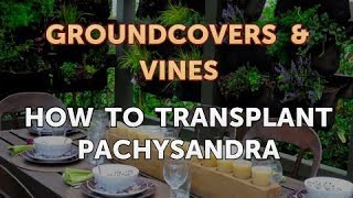 How to Transplant Pachysandra [upl. by Etak144]