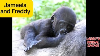 Baby Gorilla  Jameela 39 and Freddy Eating at Cleveland Metroparks Zoo [upl. by Nymassej381]