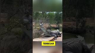 Buaya Terbesar di Dunia yang Geraknya Cepat shortvideo animals [upl. by Ier581]