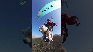 Dog Loves to go Paragliding oukasam [upl. by Ladew]