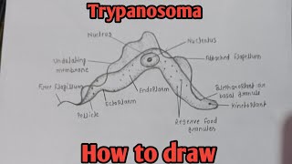 How to draw Trypanosoma  Structure of Trypanosoma  Biology diagram  biology diagram easy [upl. by Cello857]