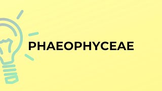 What is the meaning of the word PHAEOPHYCEAE [upl. by Notgnimer]