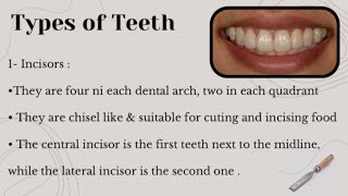 Introduction to Dental Anatomy  Dentition  Part 2  DrRawan Medhat  شرح بالعربي [upl. by O'Kelly]