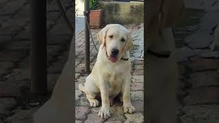 AMCANCH QUEIJEIRO GAUDI SON ☎️7030724529 viralvideo puppy labrador doglover song [upl. by Plafker296]