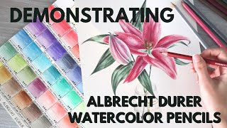 My Method Using Albrecht Durer Watercolor Pencils Floral Demo Painting [upl. by Idette]