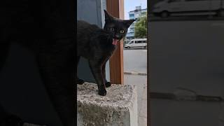 The black cat meowing and asking me for food the moment we made eye contact [upl. by Aharon]