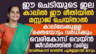 വെരിക്കോസ്‌വൈൻ ജീവിതത്തിൽ വരാതിരിക്കാൻ ഈ ചെടിയുടെ ഇല കാലിൽ മസ്സാജ് ചെയ്താൽ മതി  vericosevain [upl. by Tabb]