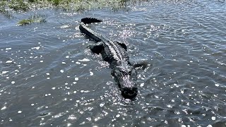 St Johns River Florida AAwesome Airboat Ride with Captain Bruce  DJI Osmo Action  4k [upl. by Ennylcaj238]