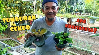 ✅️ TUMBUHAN CEKUR MUDAH DITANAM DI RUMAH [upl. by Barnie670]