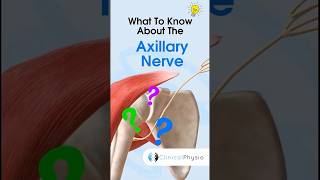 Axillary Nerve anatomy physicaltherapy physiotherapy shoulderdislocation [upl. by Garihc]