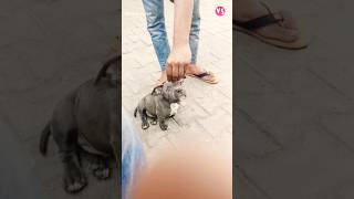 pitbull dog 🐕🐶😱😱ytshortsshorts barking dogs [upl. by Safier2]