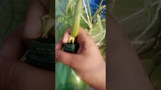 Loki plant gardenplants shortvideo garden gardentrees foryou plants [upl. by Helve]