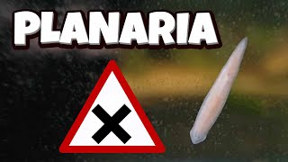 Planaria  How to manage them DIY trap [upl. by Noevad703]