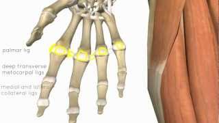 Wrist and Hand Joints  3D Anatomy Tutorial [upl. by Sewole]