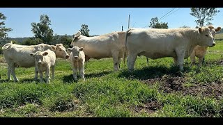 P257 Las mujeres ganaderas del Rancho La Providencia [upl. by Eixirt70]