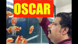 Oscar Fish Keeping  Oscar Fish Aquarium  Mayur Devs Tips for Oscar fish Keeping HD 1080p [upl. by Kolk215]