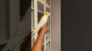 Cockatiel singing opera Libiamo ne lieti calici [upl. by Nitfa]